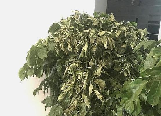 幸福树掉叶是怎么回事？可能的原因有哪些？