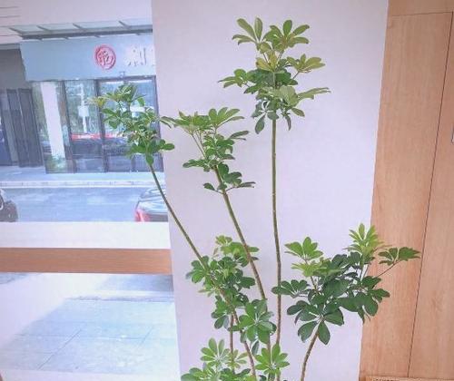 盆景的摆放技巧有哪些？如何摆放才能更美观？