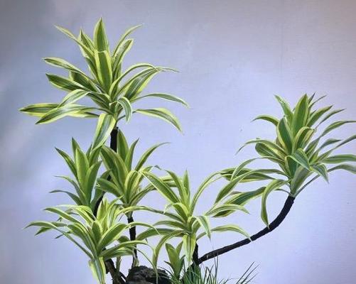 盆景的摆放技巧有哪些？如何摆放才能更美观？