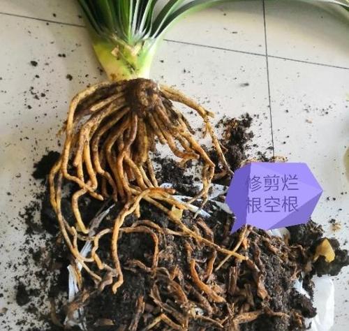 君子兰叶子干枯怎么办？可能的原因及解决办法？