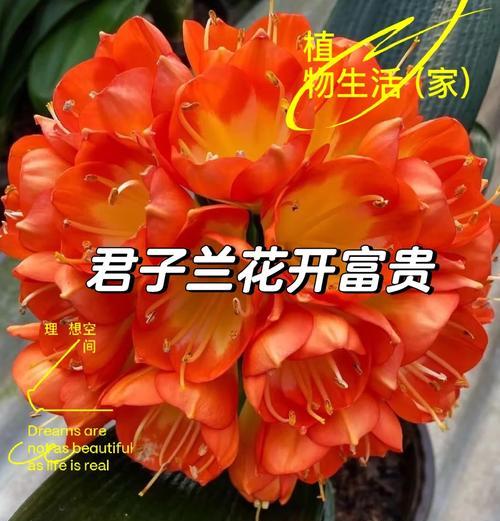 君子兰叶子干枯怎么办？可能的原因及解决办法？