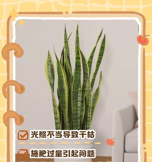 君子兰叶子干枯怎么办？可能的原因及解决办法？