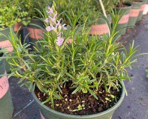 盆栽迷迭香的养护要点有哪些？怎样才能长得茂盛？