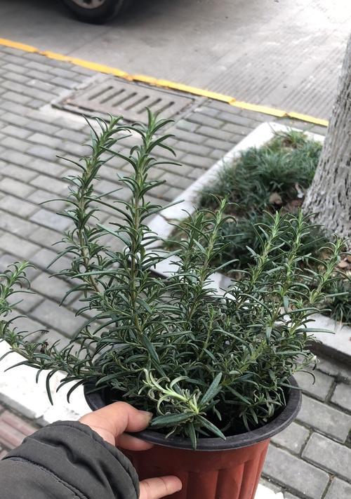 盆栽迷迭香的养护要点有哪些？怎样才能长得茂盛？
