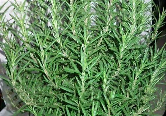 盆栽迷迭香的养护要点有哪些？怎样才能长得茂盛？