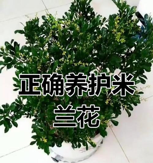 怎么养米兰？米兰的养殖技巧有哪些？