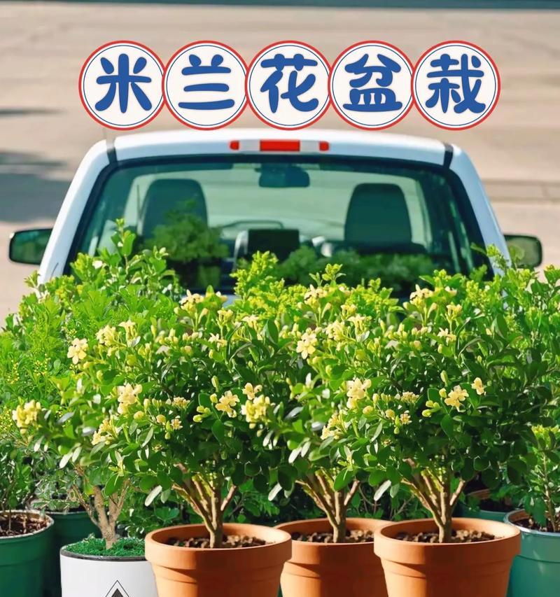 怎么养米兰？米兰的养殖技巧有哪些？