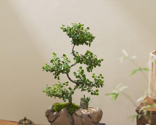 盆景怎么造型？盆景造型的技巧和步骤是什么？