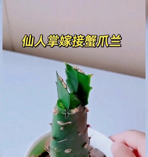 蟹爪兰嫁接仙人掌的正确方法是什么？