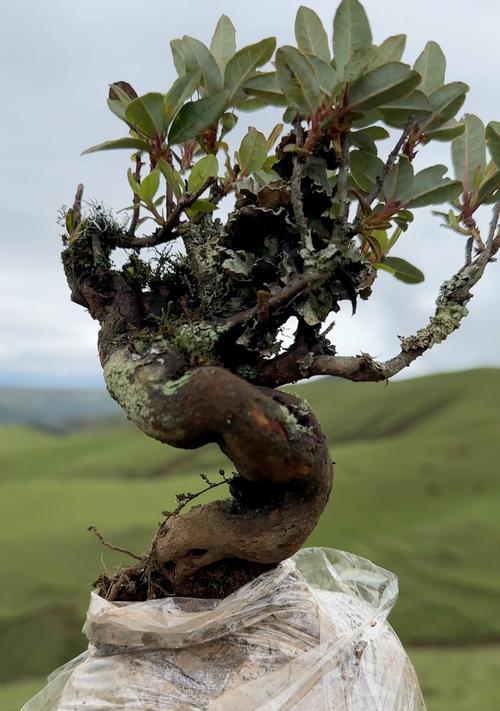高山杜鹃花有多少品种？如何分类？