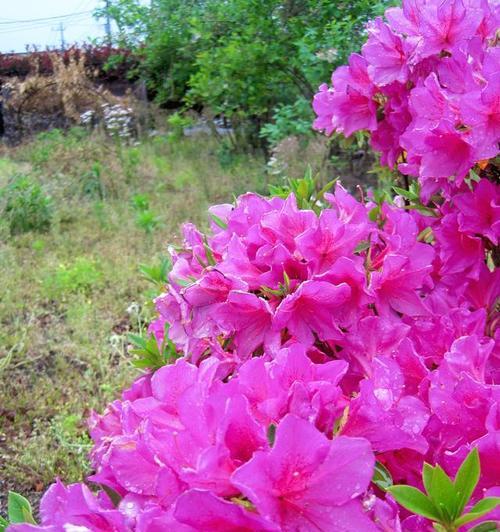 高山杜鹃花有多少品种？如何分类？