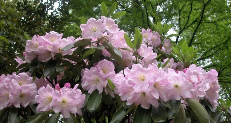 高山杜鹃花有多少品种？如何分类？