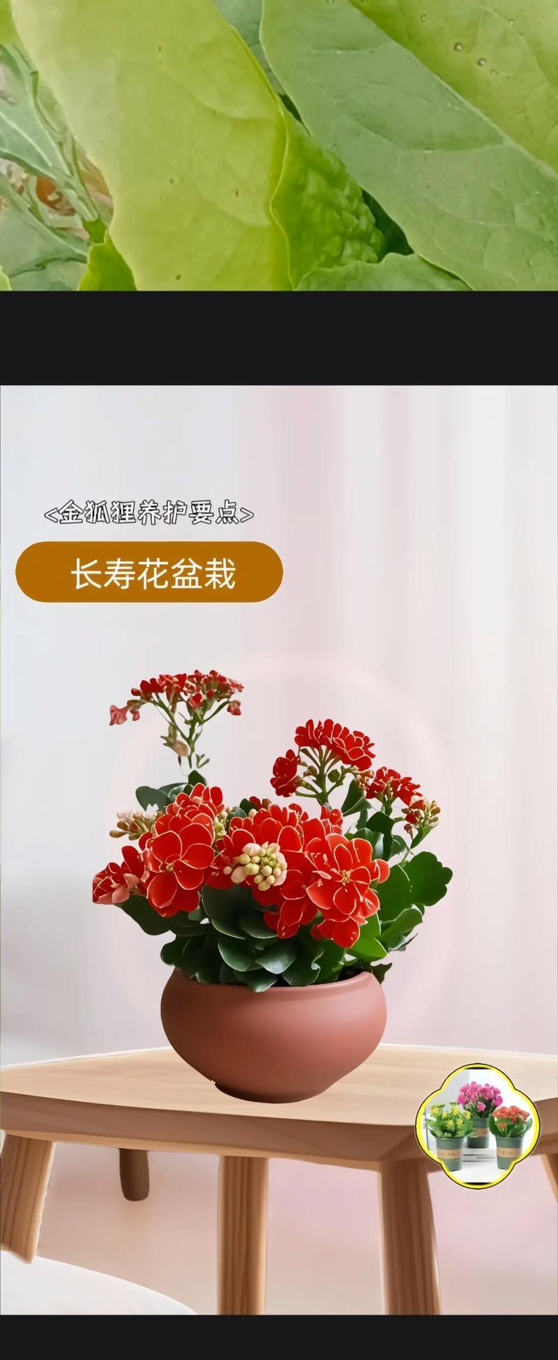 金孔雀花的养殖方法是什么？