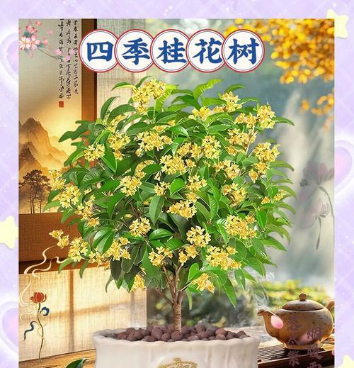 桂花品种大全？哪种桂花最适合盆栽？