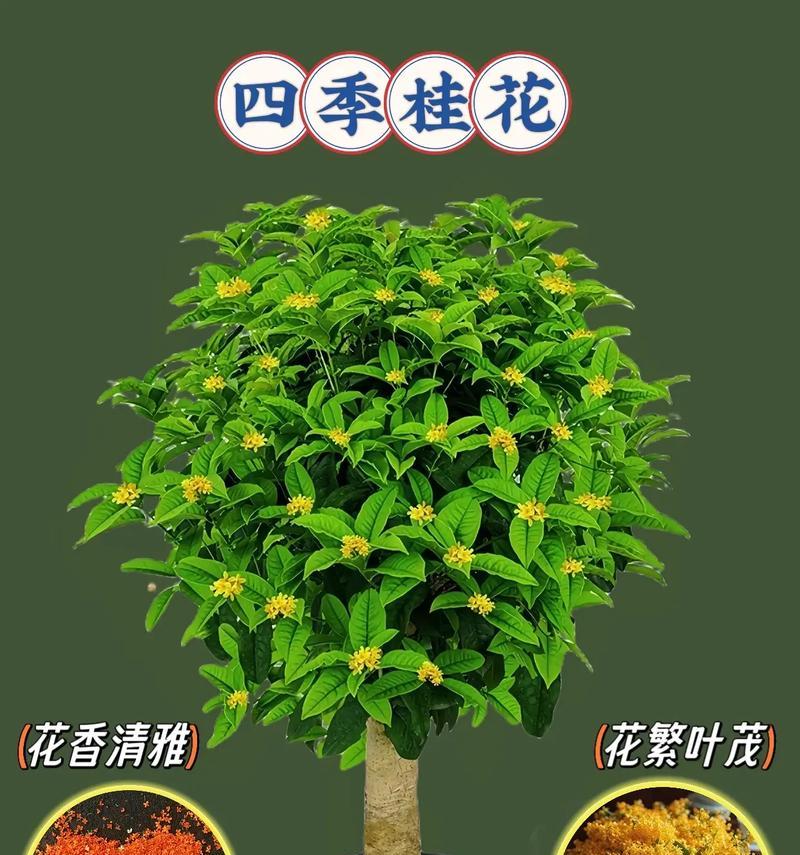 桂花品种大全？哪种桂花最适合盆栽？
