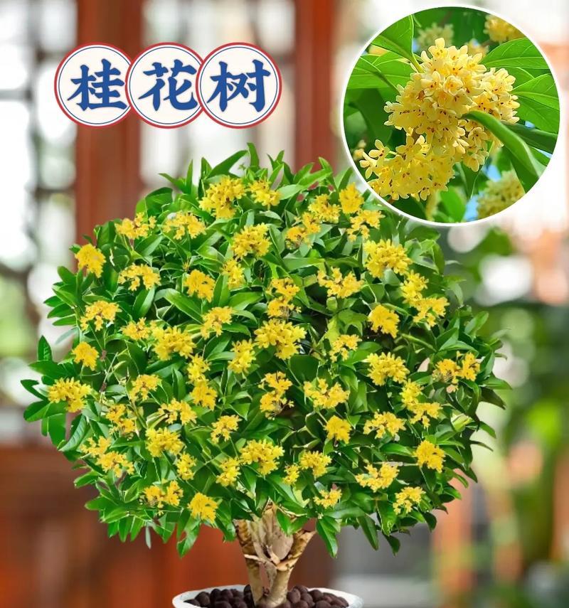 桂花品种大全？哪种桂花最适合盆栽？