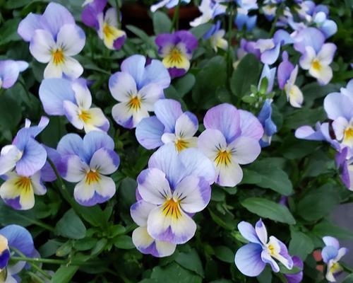 什么季节播种花卉最好？
