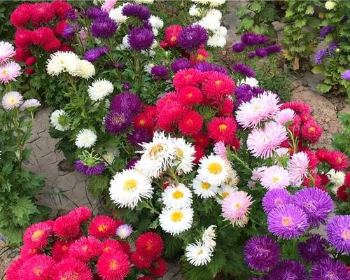 什么季节播种花卉最好？