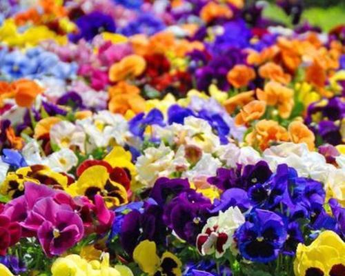 什么季节播种花卉最好？