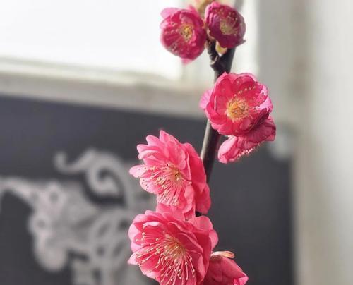 梅花的品种有哪些？如何选择最适合观赏的梅花？