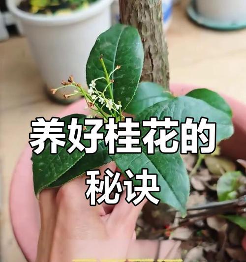 北方地区如何正确养护桂花？