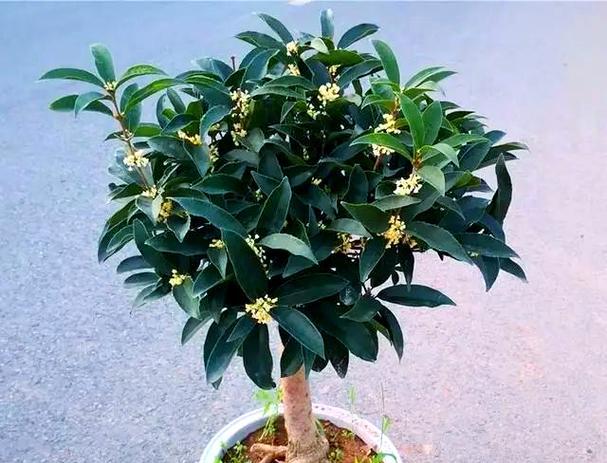 北方地区如何正确养护桂花？