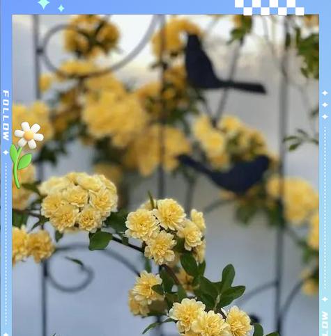 木香花种植的步骤和养护技巧是什么？