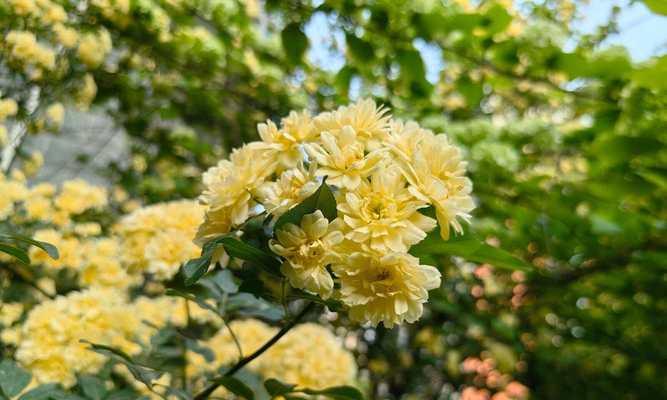 木香花种植的步骤和养护技巧是什么？
