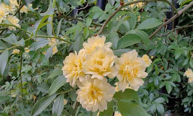 木香花种植的步骤和养护技巧是什么？