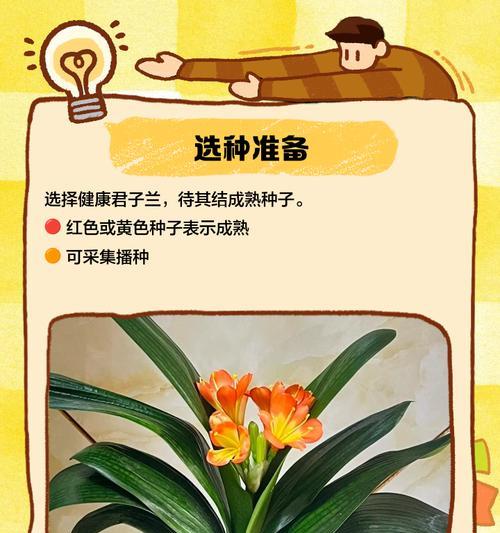 君子兰栽培应选择哪种土壤？如何正确配制？