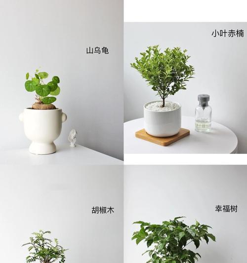 办公室适合养哪些花？