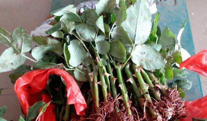 玫瑰花种子发芽的最佳时间是什么时候？