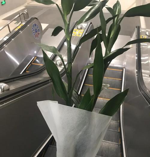 转运竹修剪技巧有哪些？修剪后如何护理？