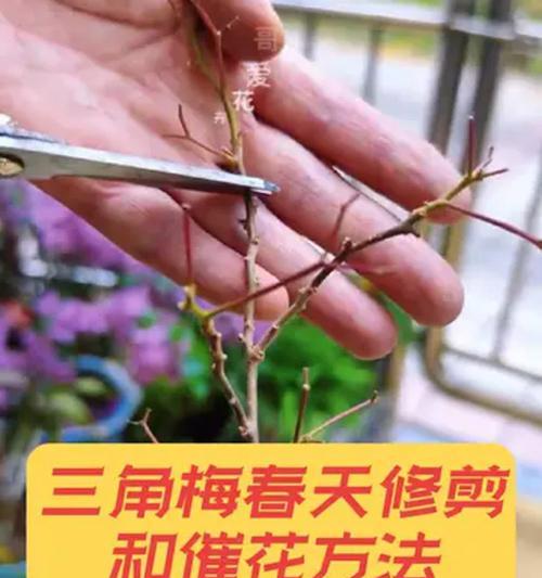 三角梅修剪的最佳时间和方法是什么？