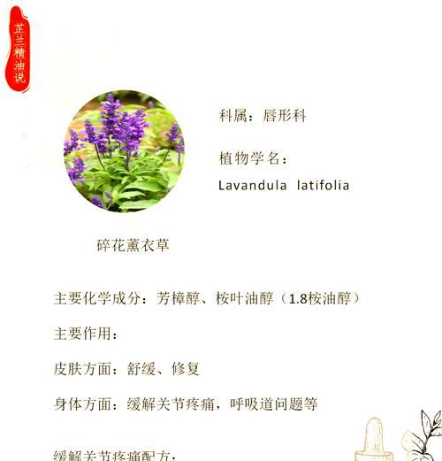 熏衣草种植的技巧有哪些？如何保持其香气？