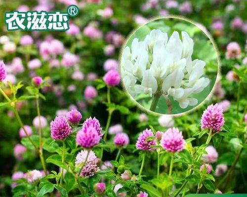 三叶草发芽的条件是什么？如何促进发芽？
