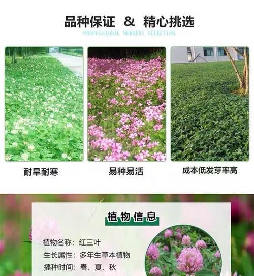 三叶草发芽的条件是什么？如何促进发芽？