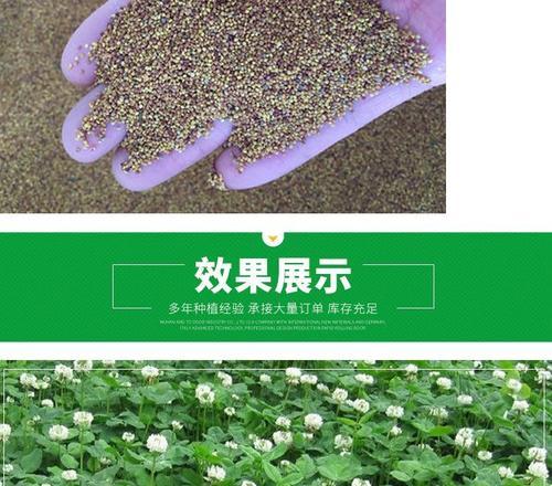 三叶草发芽的条件是什么？如何促进发芽？