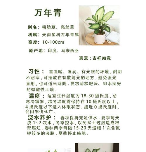 青星美人的养护技巧是什么？常见问题如何解决？