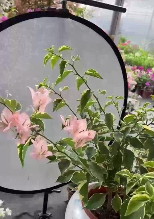 蟹爪兰夏季养护的注意事项是什么？
