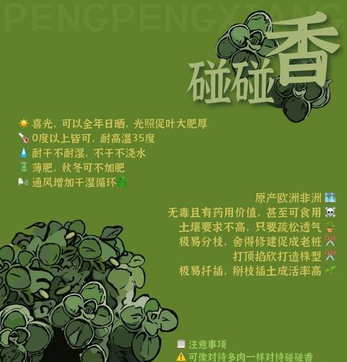 碰碰香怎么水培？碰碰香水培的方法和注意事项是什么？