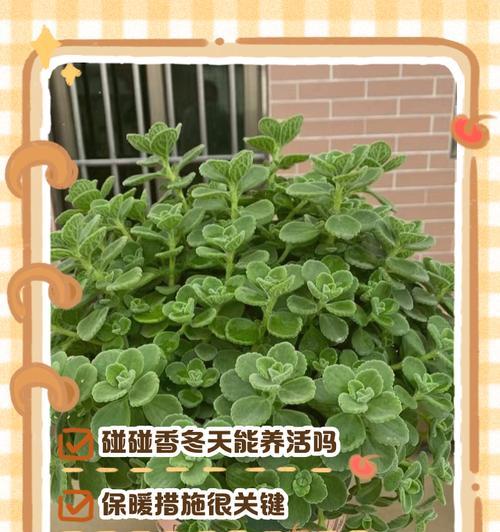 碰碰香怎么水培？碰碰香水培的方法和注意事项是什么？