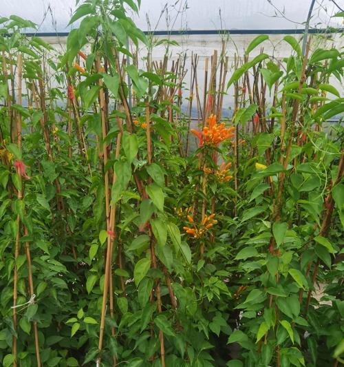 炮仗花种植的步骤和技巧是什么？