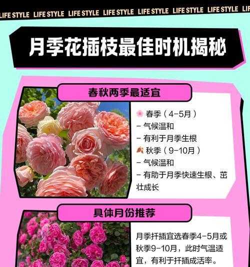 月季品种排名是怎样的？如何选择最佳月季品种？
