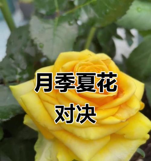 月季有哪些品种？月季品种的特点和区别是什么？