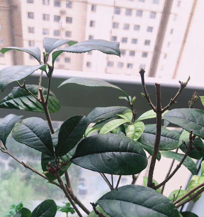 桂花树的叶子有何特征？