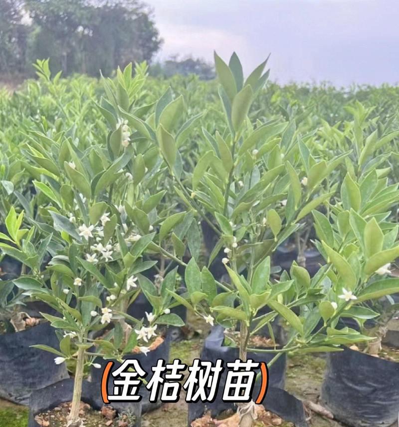 金桔的繁殖方法有哪些？如何提高其成活率？