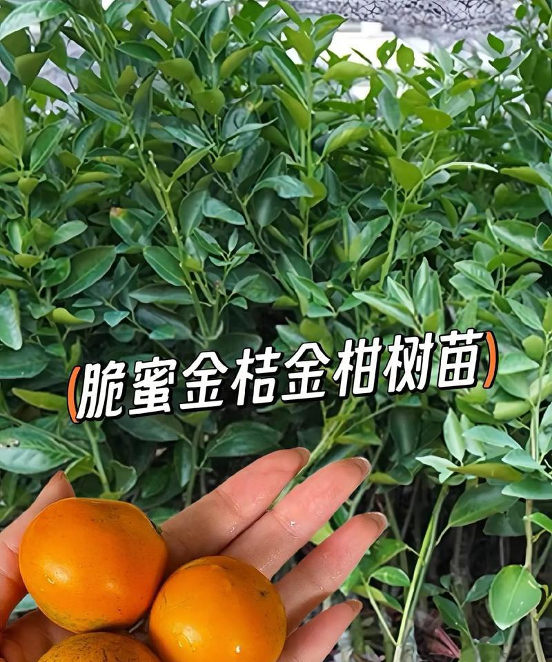 金桔的繁殖方法有哪些？如何提高其成活率？