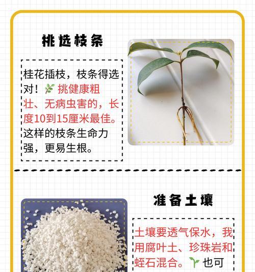 桂花剪枝的正确方法是什么？桂花剪枝有哪些好处？