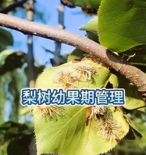梨树通常在哪个季节开花？开花期的管理要点？